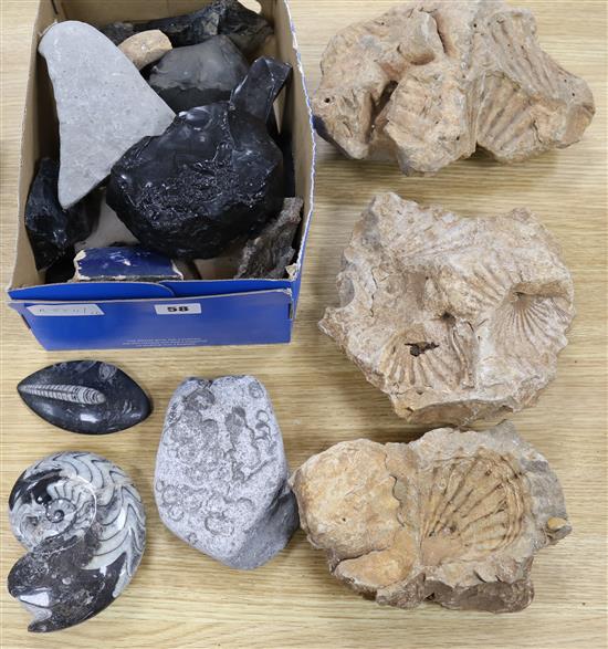A group of fossils, amphora fragments etc